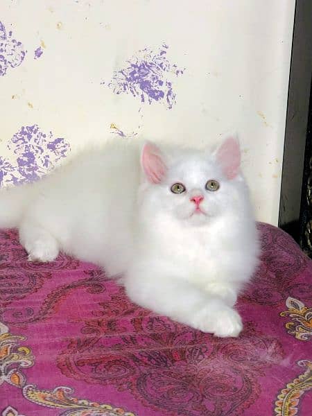 Persian Kittens Available 2