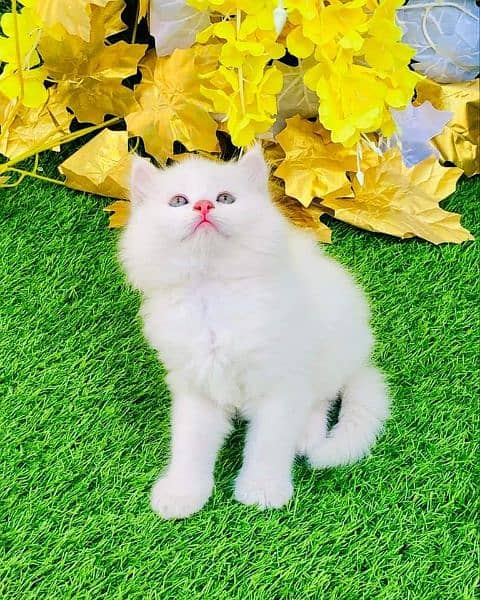 Persian Kittens Available 3