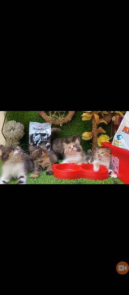 Persian Kittens Available 5