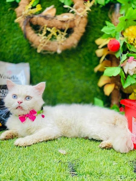 Persian Kittens Available 9