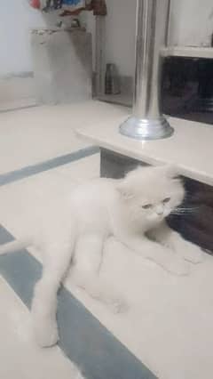 persion cat Longhair available for sale