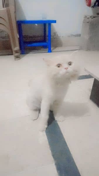 persion cat Longhair available for sale 1