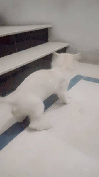 persion cat Longhair available for sale 2