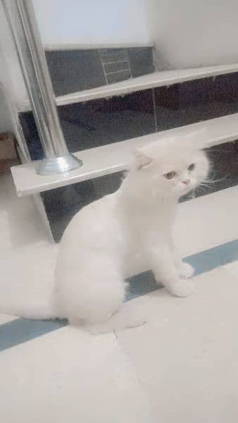 persion cat Longhair available for sale 3