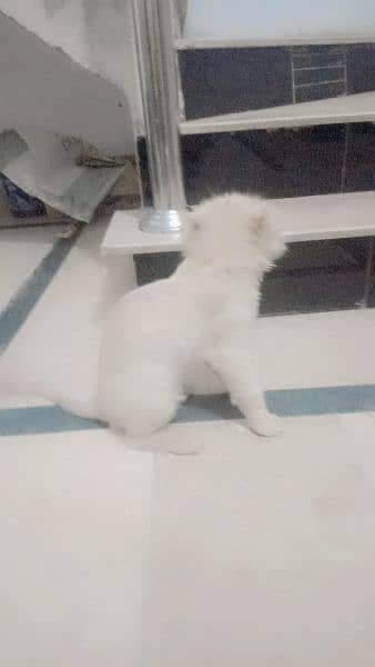 persion cat Longhair available for sale 5