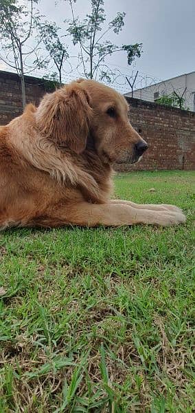 Golden Retreiver 3