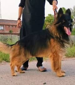 king shepherd male available for sale 0