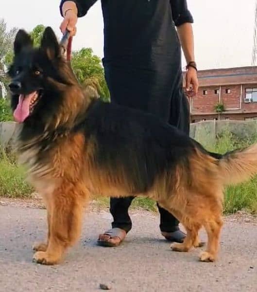 king shepherd male available for sale 1