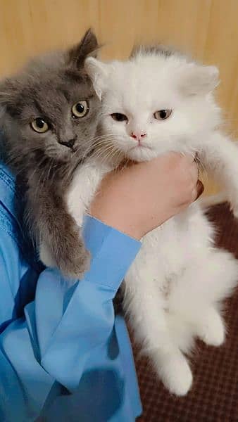 Persian kittens 1