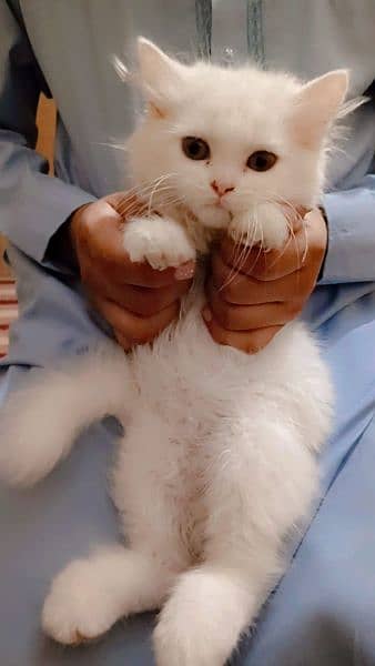 Persian kittens 2