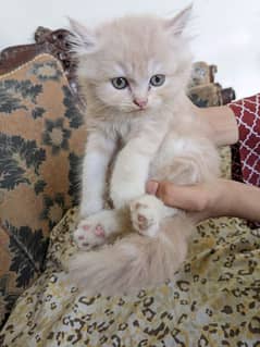 Pure Persian kittens, triple coated very playful n active