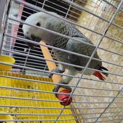 African grey chick age almost 5-6 months.