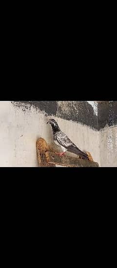 highflyers 2 pigeons available in multan cargo possible
