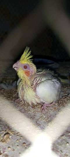 cockatiel for sale