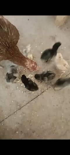 Aseel chicks