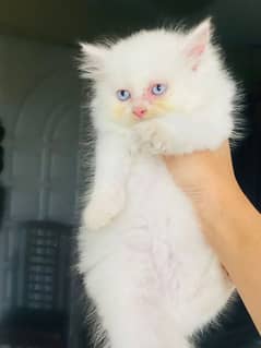 persian kitten 55 days available 0