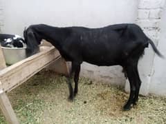 Goat and Put 4 Sale