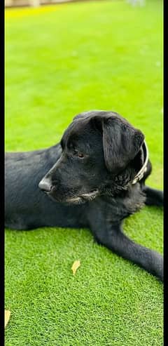 Pedigree Black Labrador