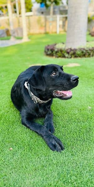 Pedigree Black Labrador 1