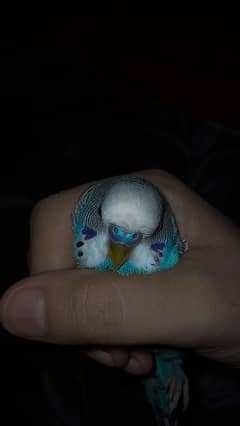 Hand Tamed Budgie Parrots