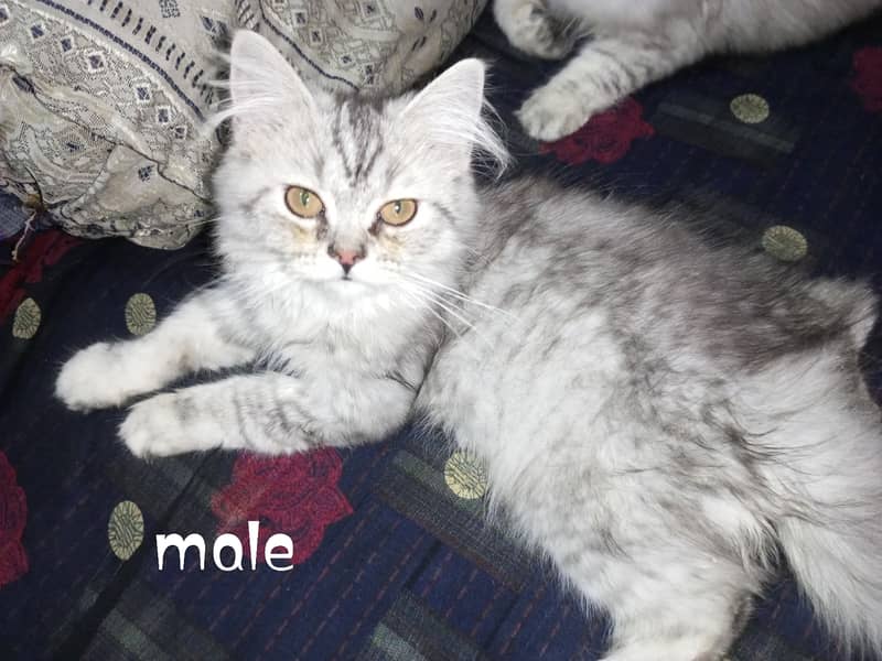 Pure Persian kitten 0
