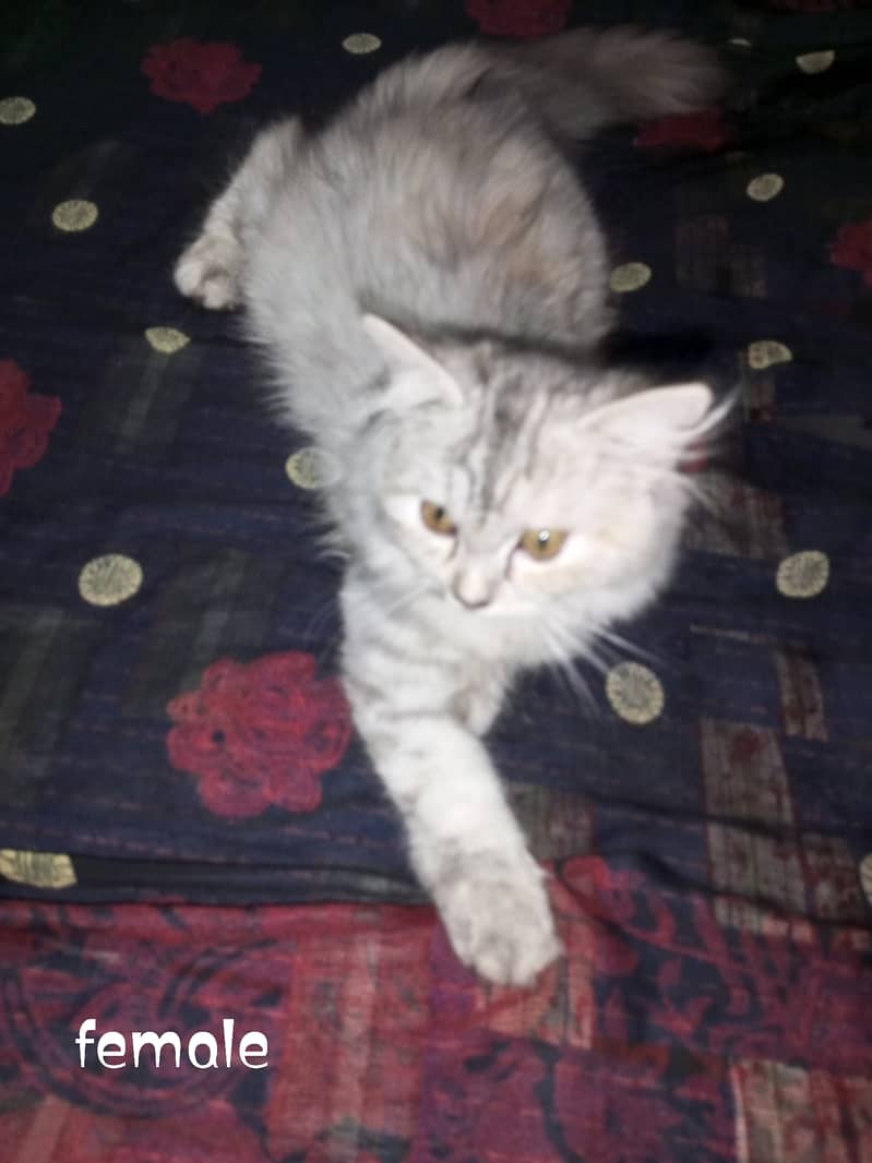 Pure Persian kitten 1