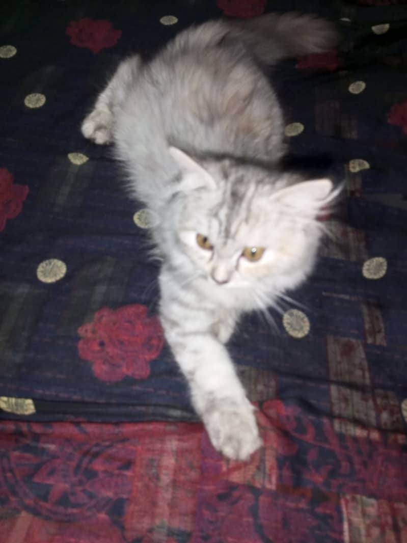 Pure Persian kitten 2