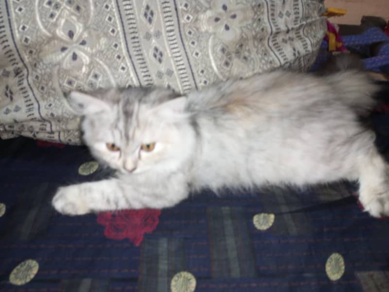 Pure Persian kitten 4