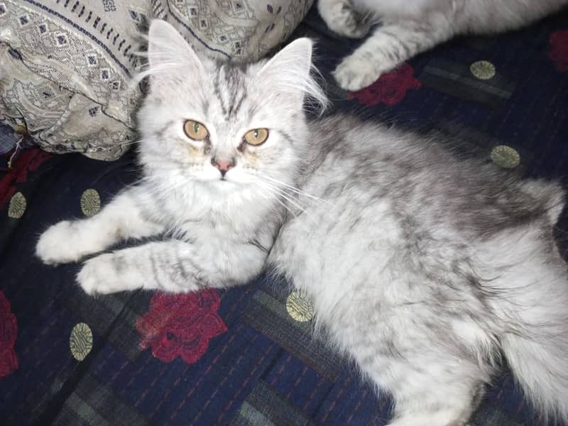 Pure Persian kitten 5