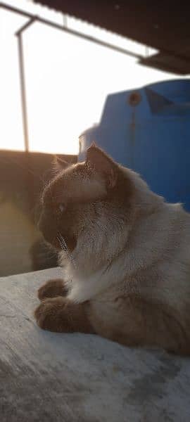 Himalayan Male Cat 1