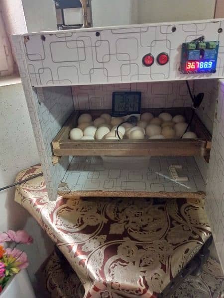 manual incubator 2