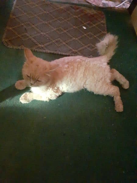 Brown Persian Cate for Sale 1