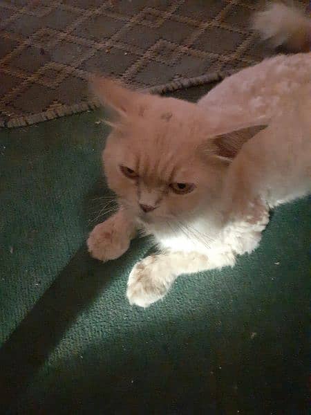 Brown Persian Cate for Sale 2