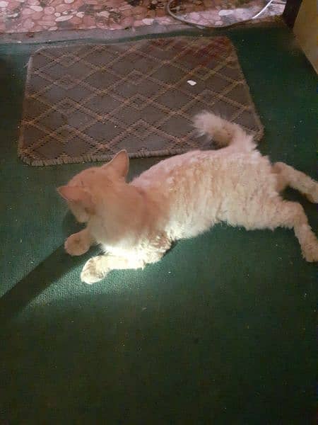 Brown Persian Cate for Sale 3