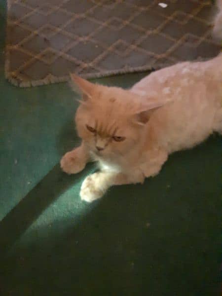 Brown Persian Cate for Sale 4