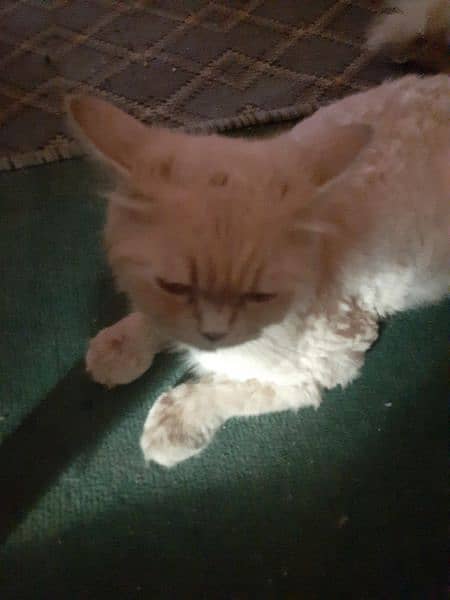 Brown Persian Cate for Sale 5