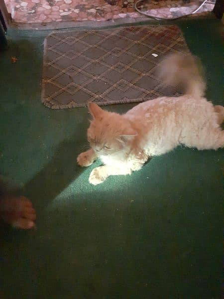Brown Persian Cate for Sale 6