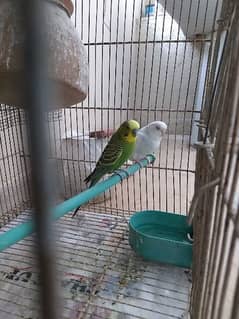 Budgies parrot pair