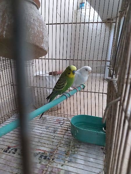 Budgies parrot pair 0