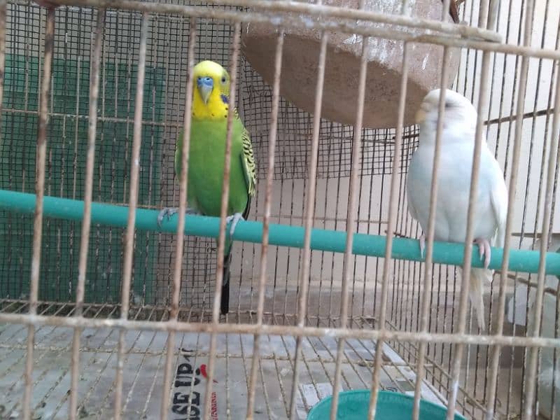 Budgies parrot pair 2