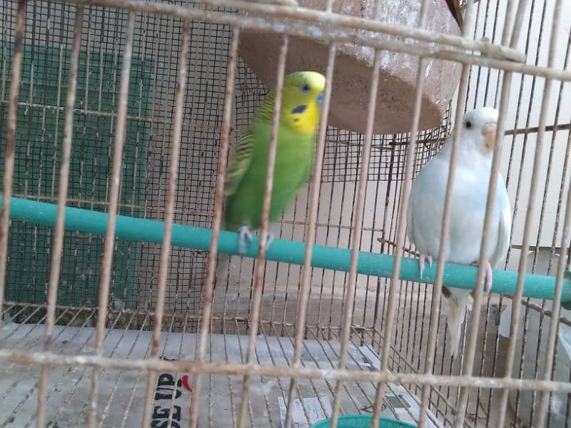 Budgies parrot pair 3