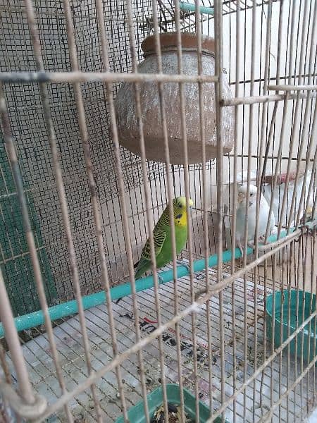 Budgies parrot pair 4