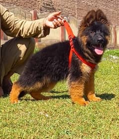 gsd long coat male age 3 months for sale