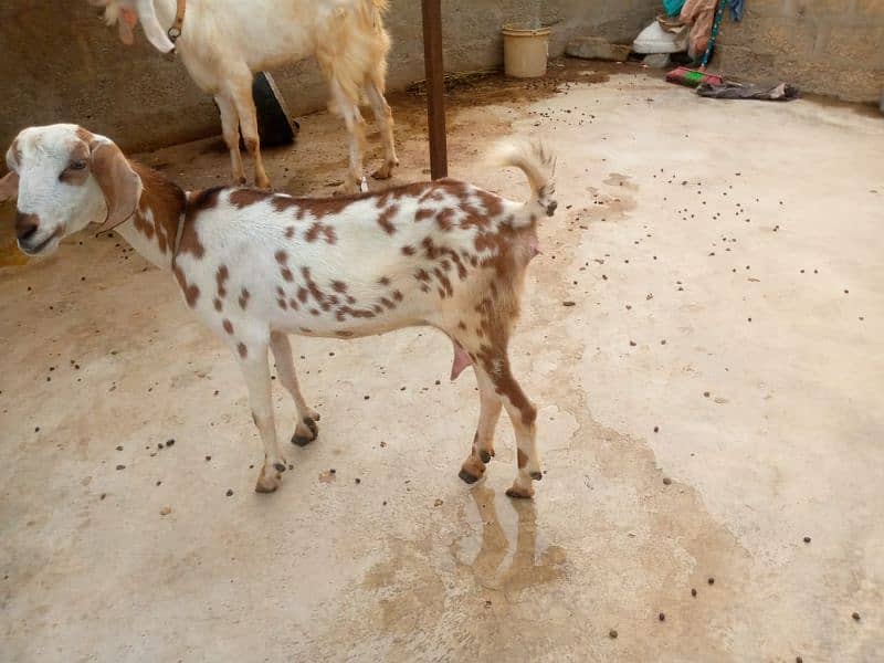 bakri / bakra / path / bacha 9