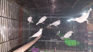 Silver Java Chicks