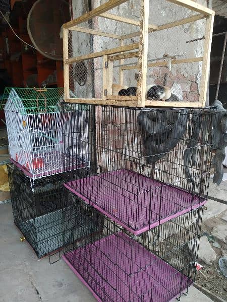 All Types of Birds Cage | Birds Accessories| Birds Feed Available 2