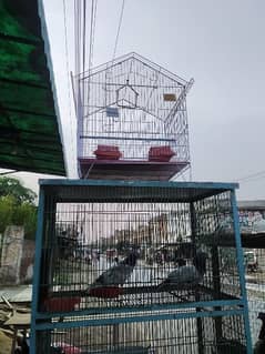 Wholesale Cages | Chicken Feed | Birds Seeds Available