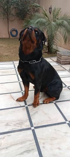 Male Rottweiler Available for Stud