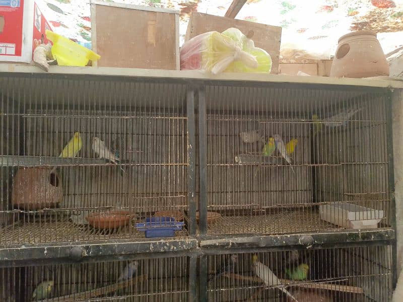 budgie. . . hogo. . Latino. . black petal. . . red eyes. . split of hogo. . . 7