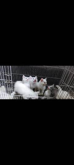 persian / kittens pair for sale